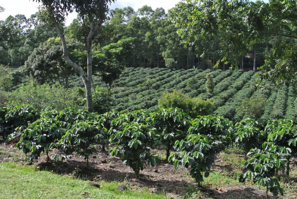 Kaffee Costa Rica