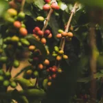 Kaffeeherkunft verstehen: Anbau, Aufbereitung und Geschmack 4 Kaffeepflanzen auf einer Kaffeeplantage